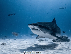 Another tiger shark by Ned Gleason 